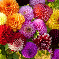 Dahlia Bulbs Mix W274378