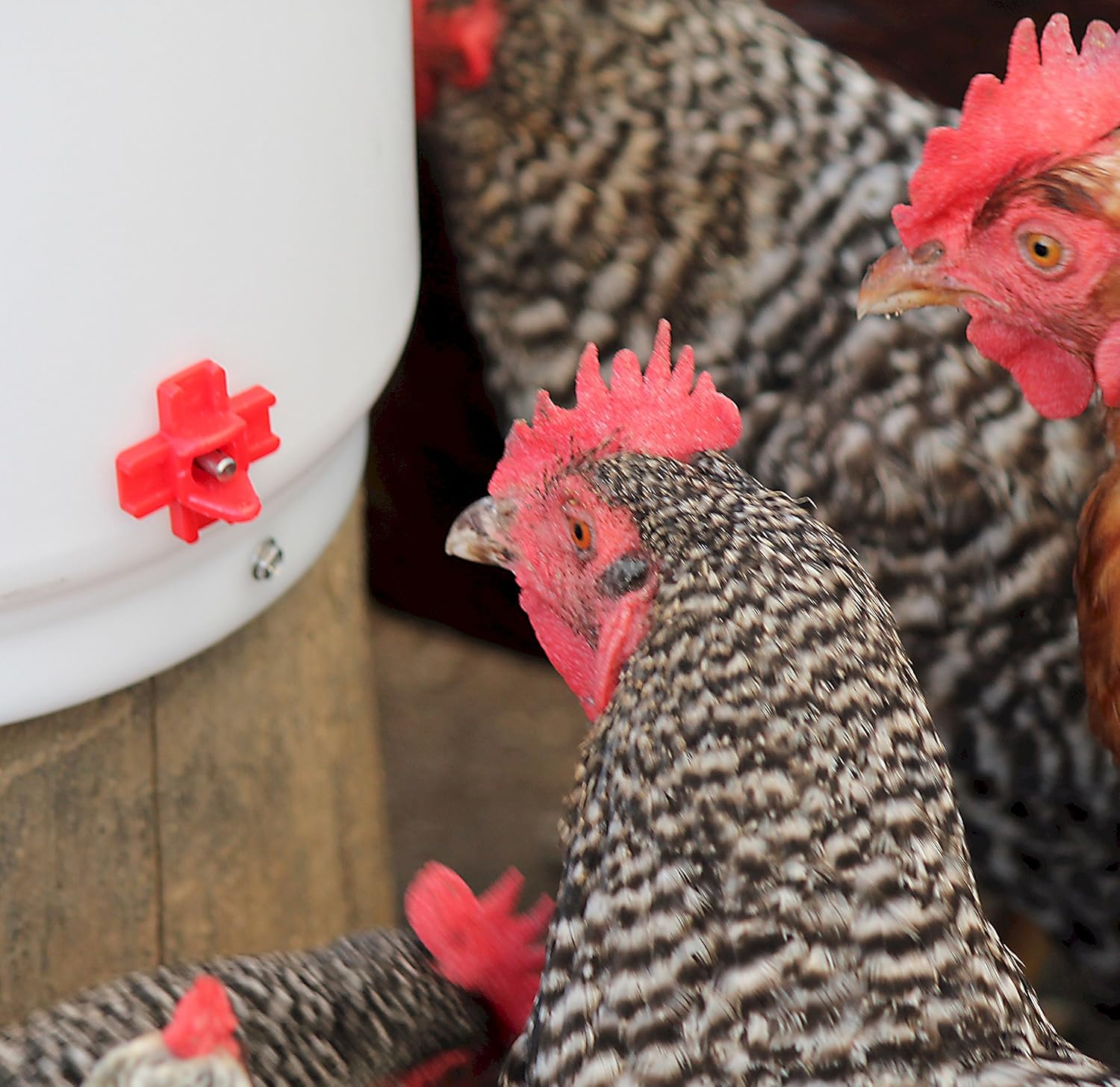 Heated 2 Gallon Poultry Drinker, Green F1424