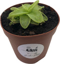 2" Pot Carnivorous Plant D8983