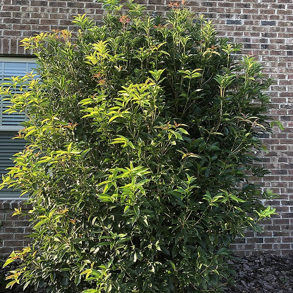 White Blooms Osmanthus 2.25 Gal X9639