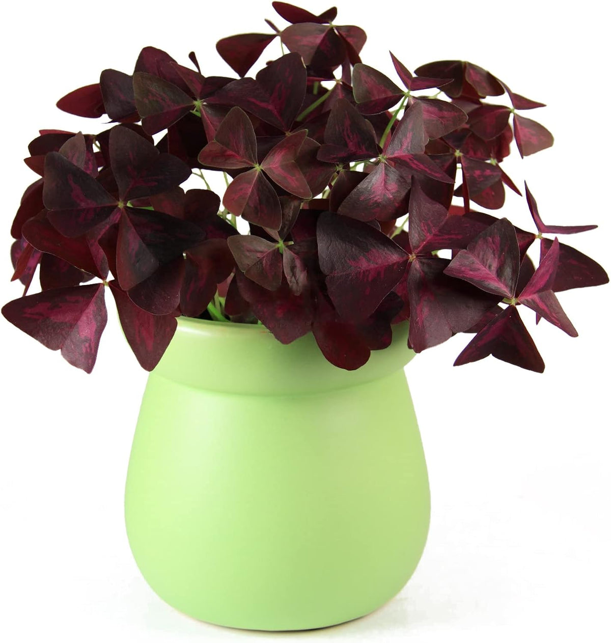 Purple Oxalis Triangularis Bulbs I359