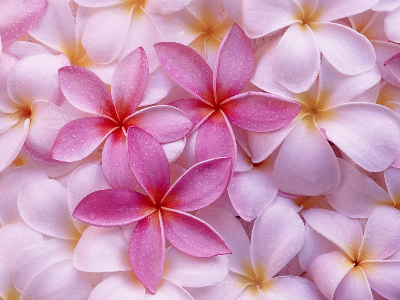 Pink Hawaiian Live Plumeria Frangipani Plant Cutting 9" - 12" Long S43232