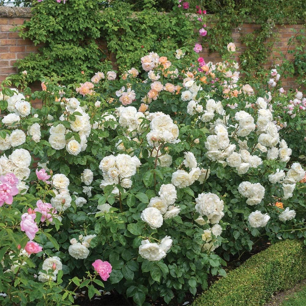 White Rose Bush H495484