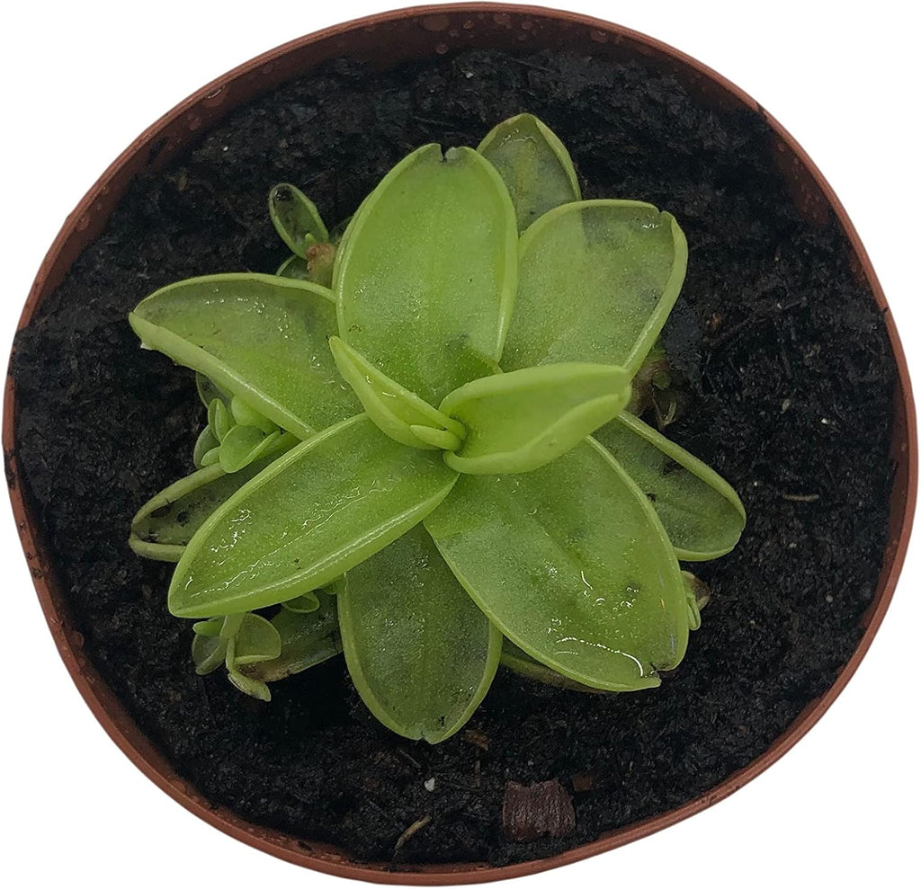 2" Pot Carnivorous Plant D8983