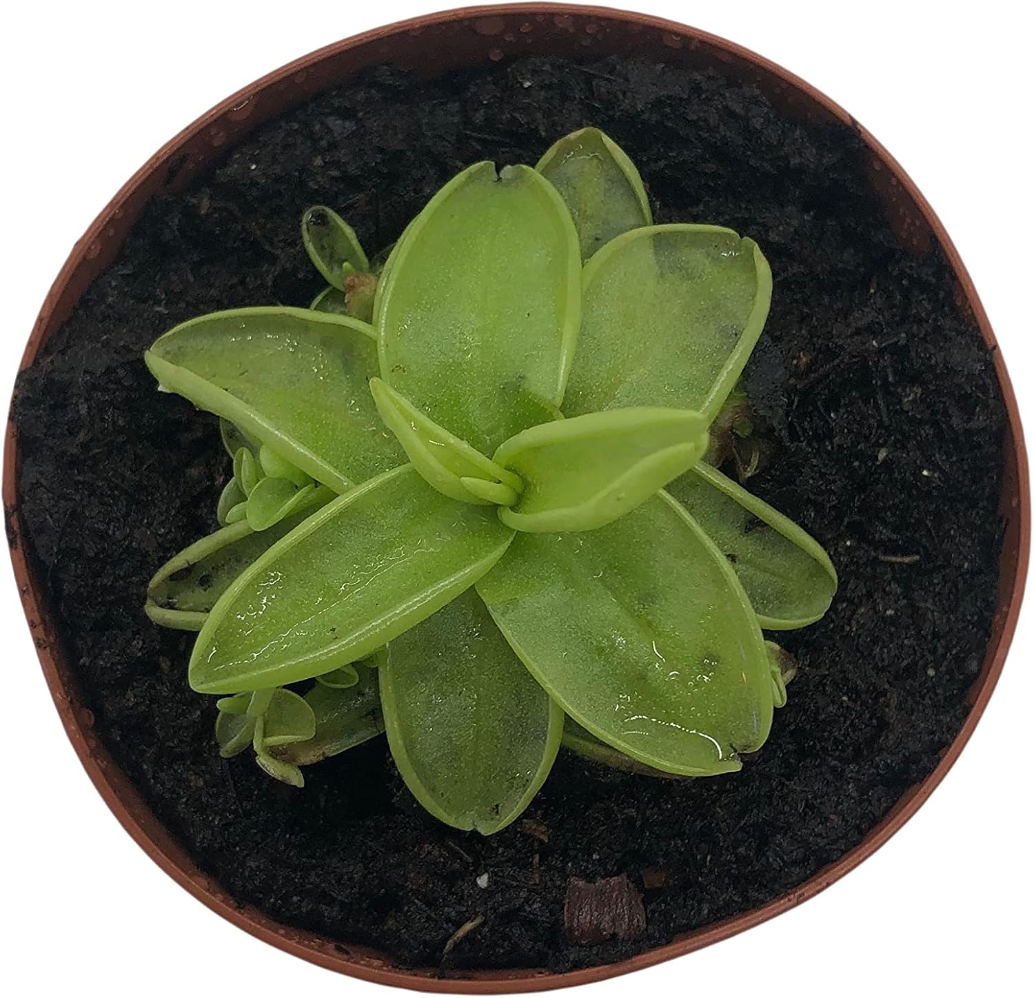 2" Pot Carnivorous Plant D8983