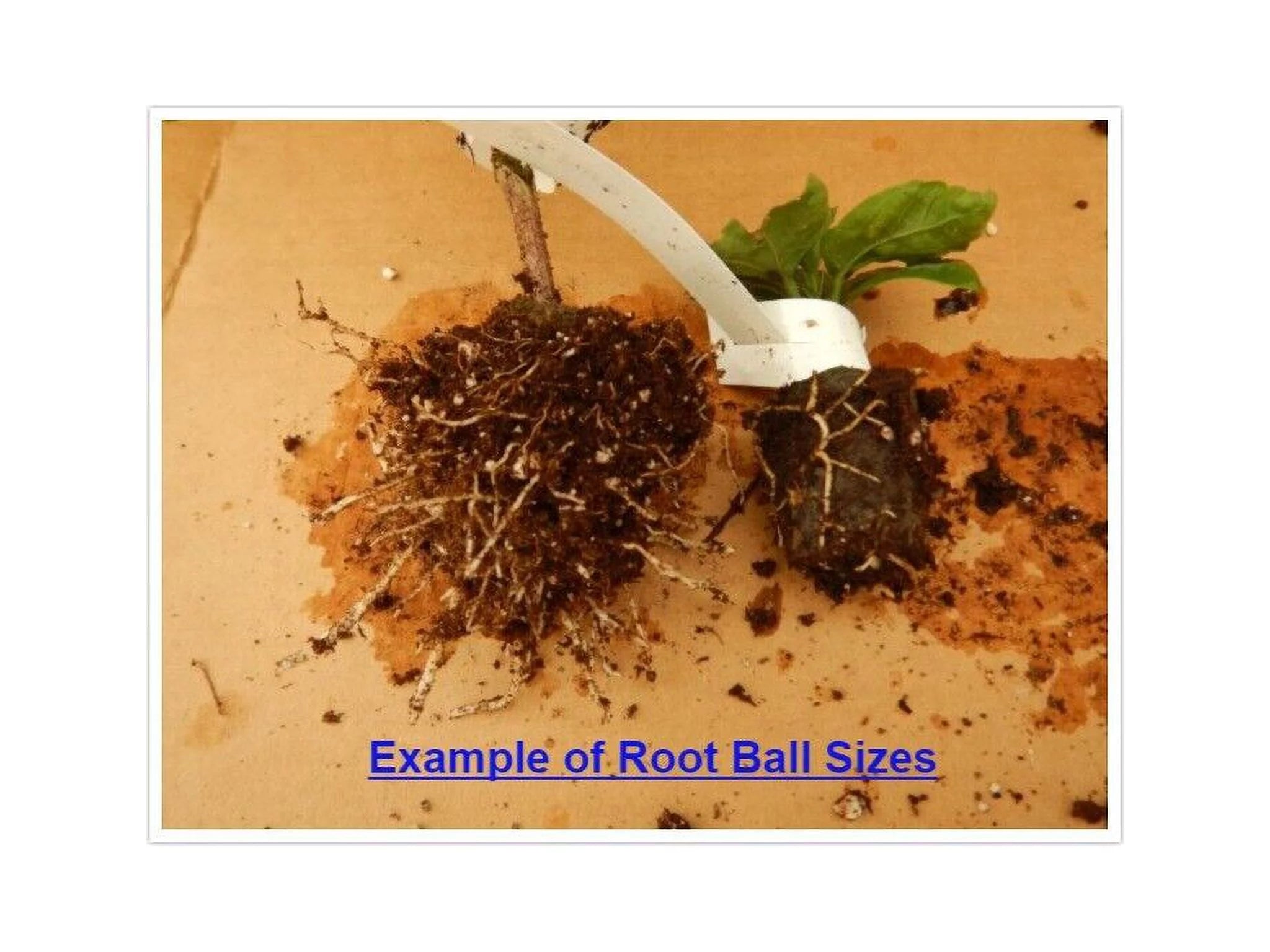 Rooted Tropical Hibiscus Plant W361