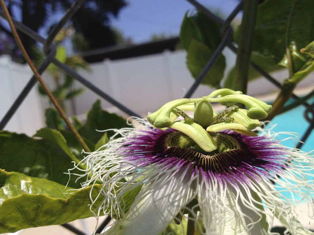 Purple Passion Fruit Vine Live Plant W402