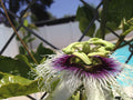 Purple Passion Fruit Vine Live Plant W402