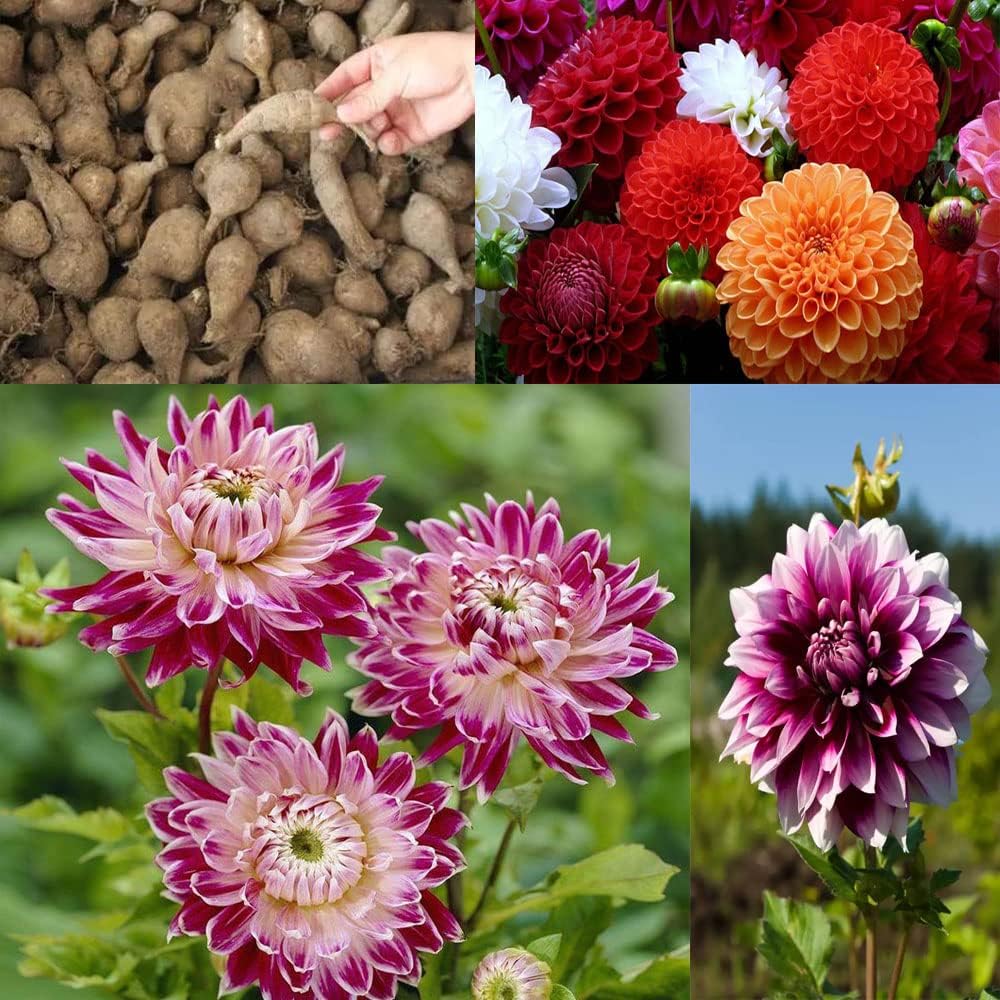 Dahlia Bulbs Mix W274378
