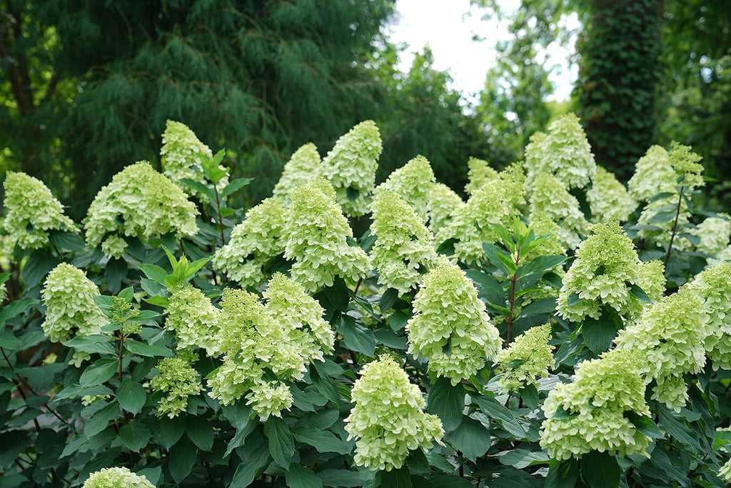 1 Gallon Green and Pink Flowers Panicle Hydrangea Live Plant D812