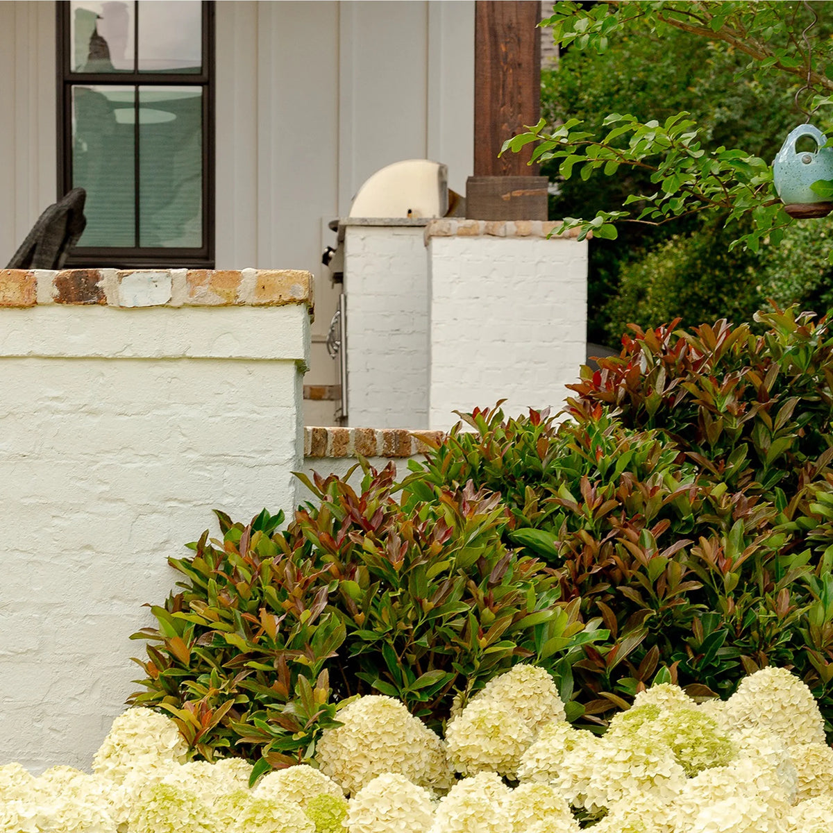 Viburnum Copper Top Live Shrub (2 Gallon) V40945