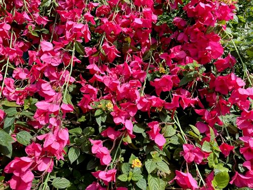 Fuchsia Artificial Silk Hanging Flowers Pack of 2 U367