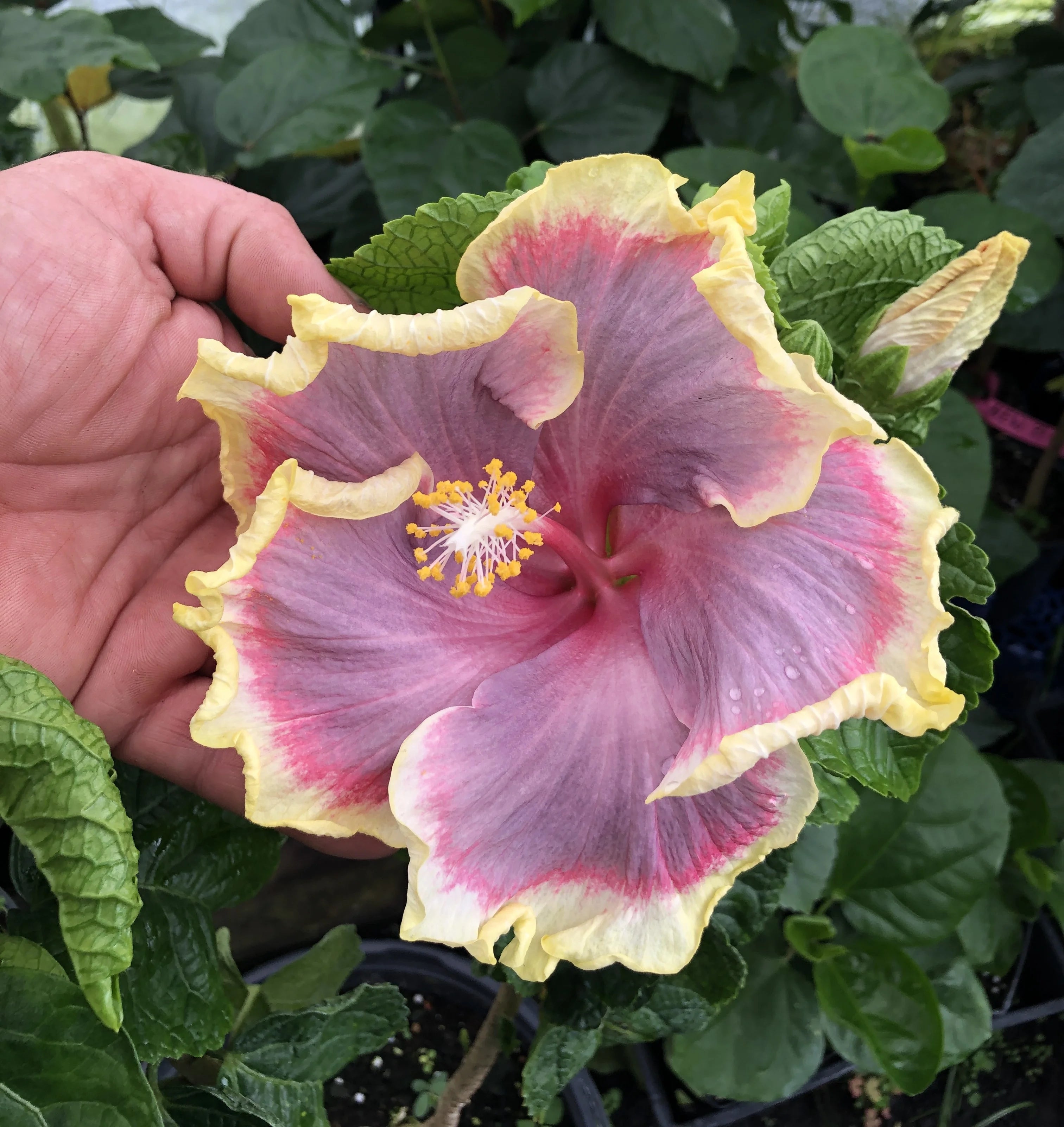 Tropical Hibiscus Y824