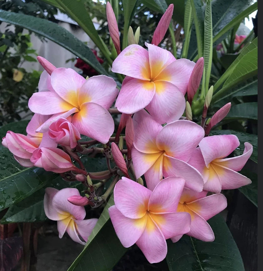 Pink Hawaiian Live Plumeria Frangipani Plant Cutting 9" - 12" Long S43232