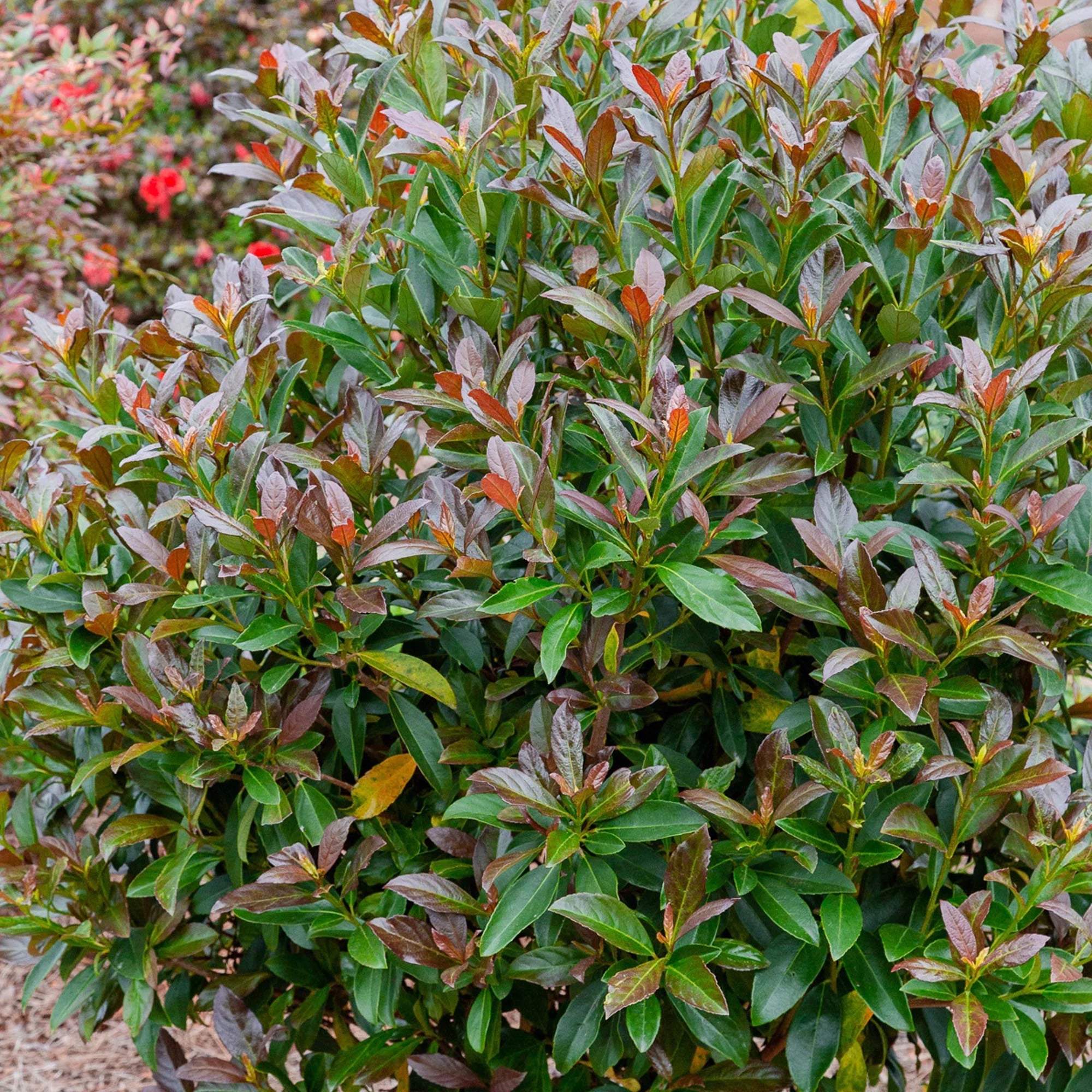 Viburnum Copper Top Live Shrub (2 Gallon) V40945