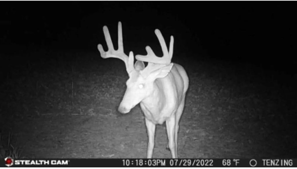 24MP Trail Camera - 2 Pack L2071