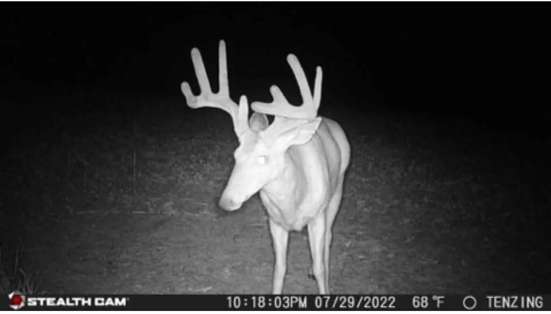 24MP Trail Camera - 2 Pack L2071