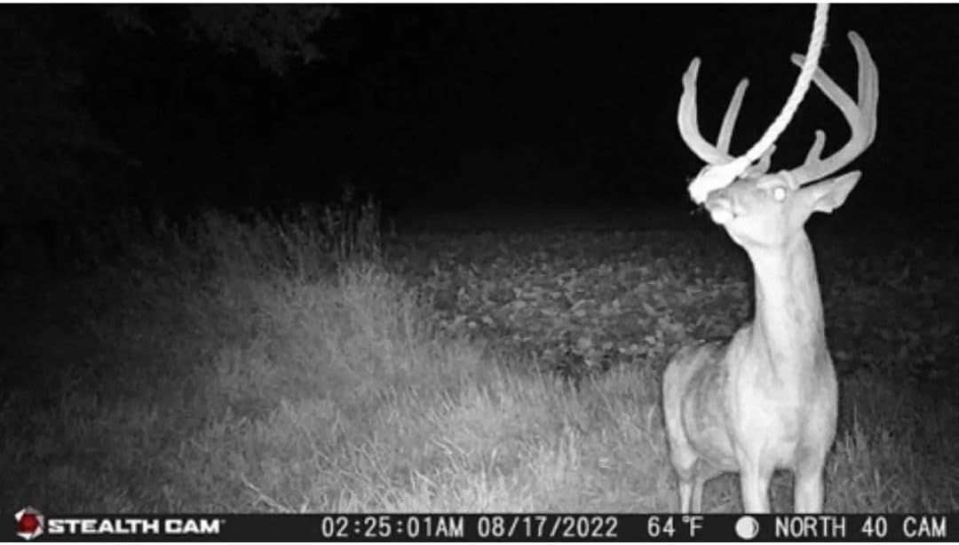 24MP Trail Camera - 2 Pack L2071