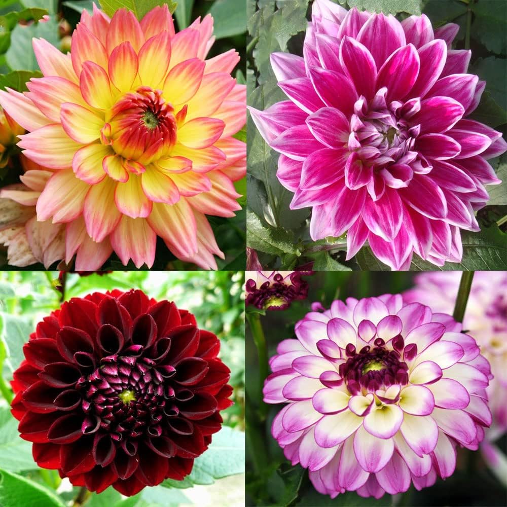 Dahlia Bulbs Mix W274378