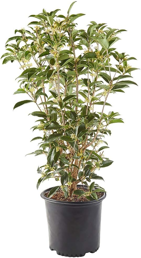 White Blooms Osmanthus 2.25 Gal X9639