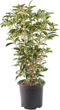 White Blooms Osmanthus 2.25 Gal X9639
