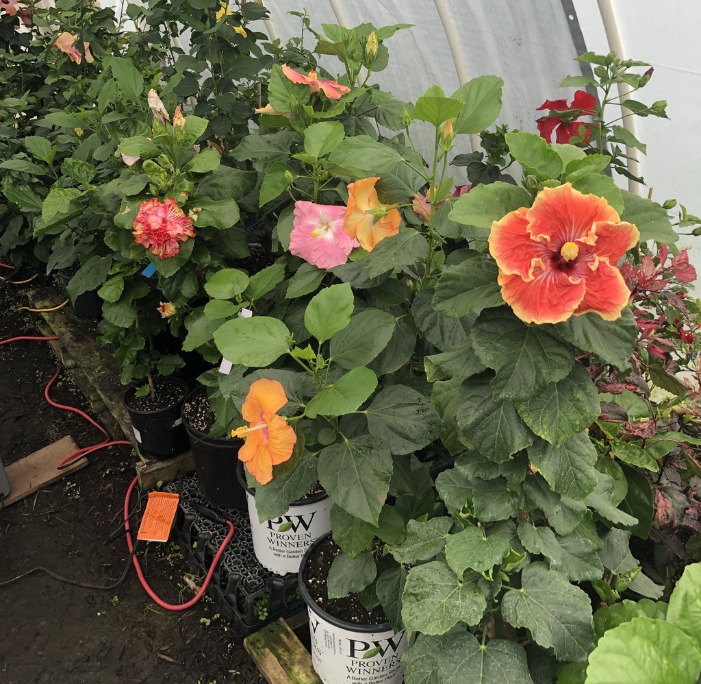 Tropical Hibiscus Y824