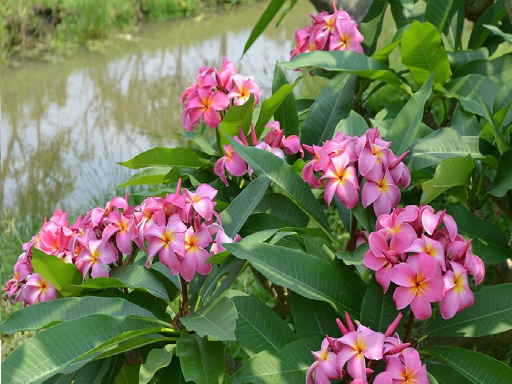 Pink Hawaiian Live Plumeria Frangipani Plant Cutting 9" - 12" Long S43232