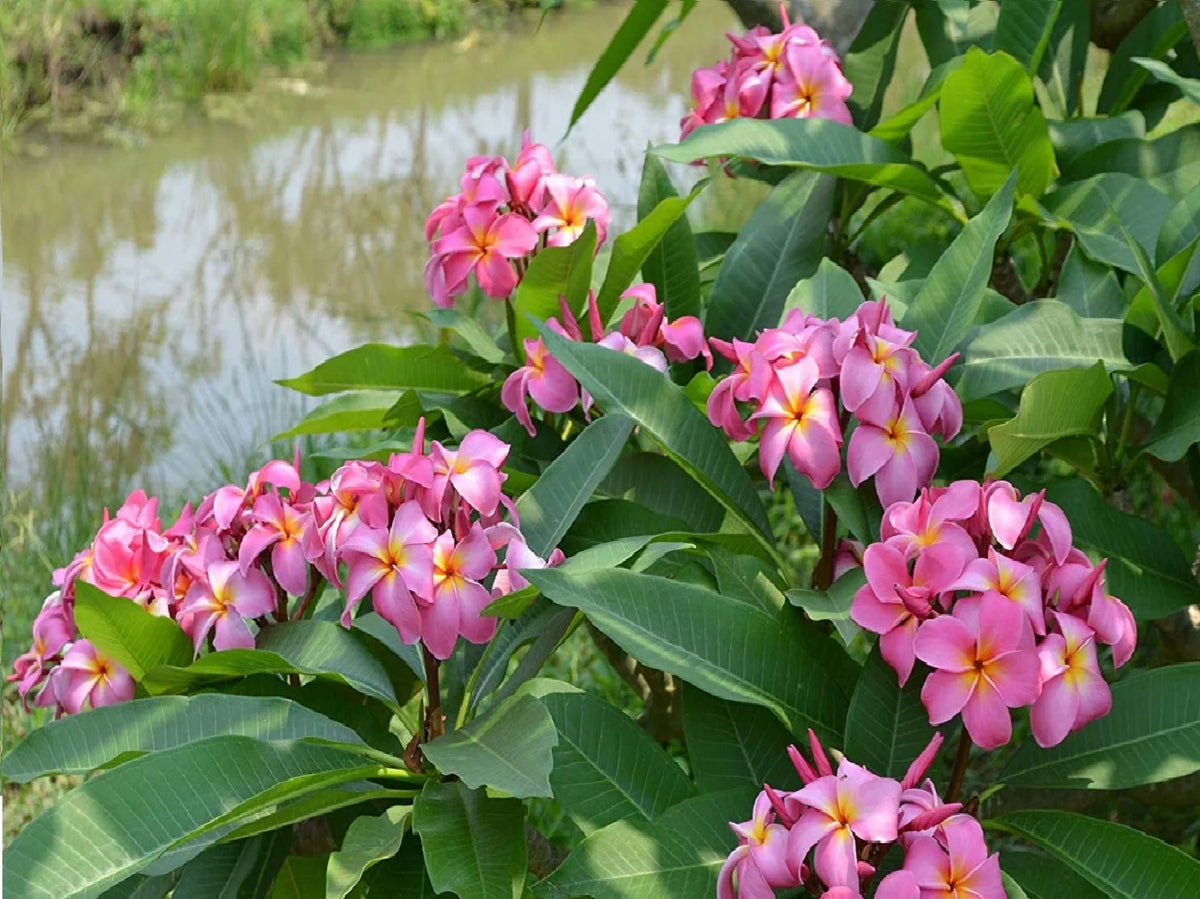 Pink Hawaiian Live Plumeria Frangipani Plant Cutting 9" - 12" Long S43232