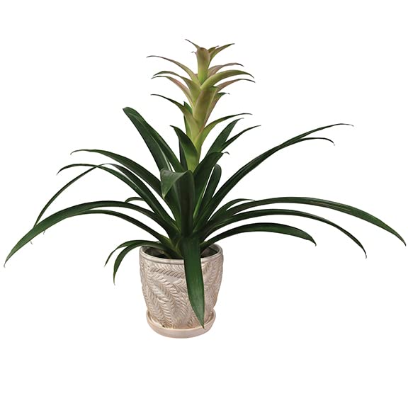 White 7 Inch Indoor Ceramic Planter Pot with Saucer and Drainage Hole U73758