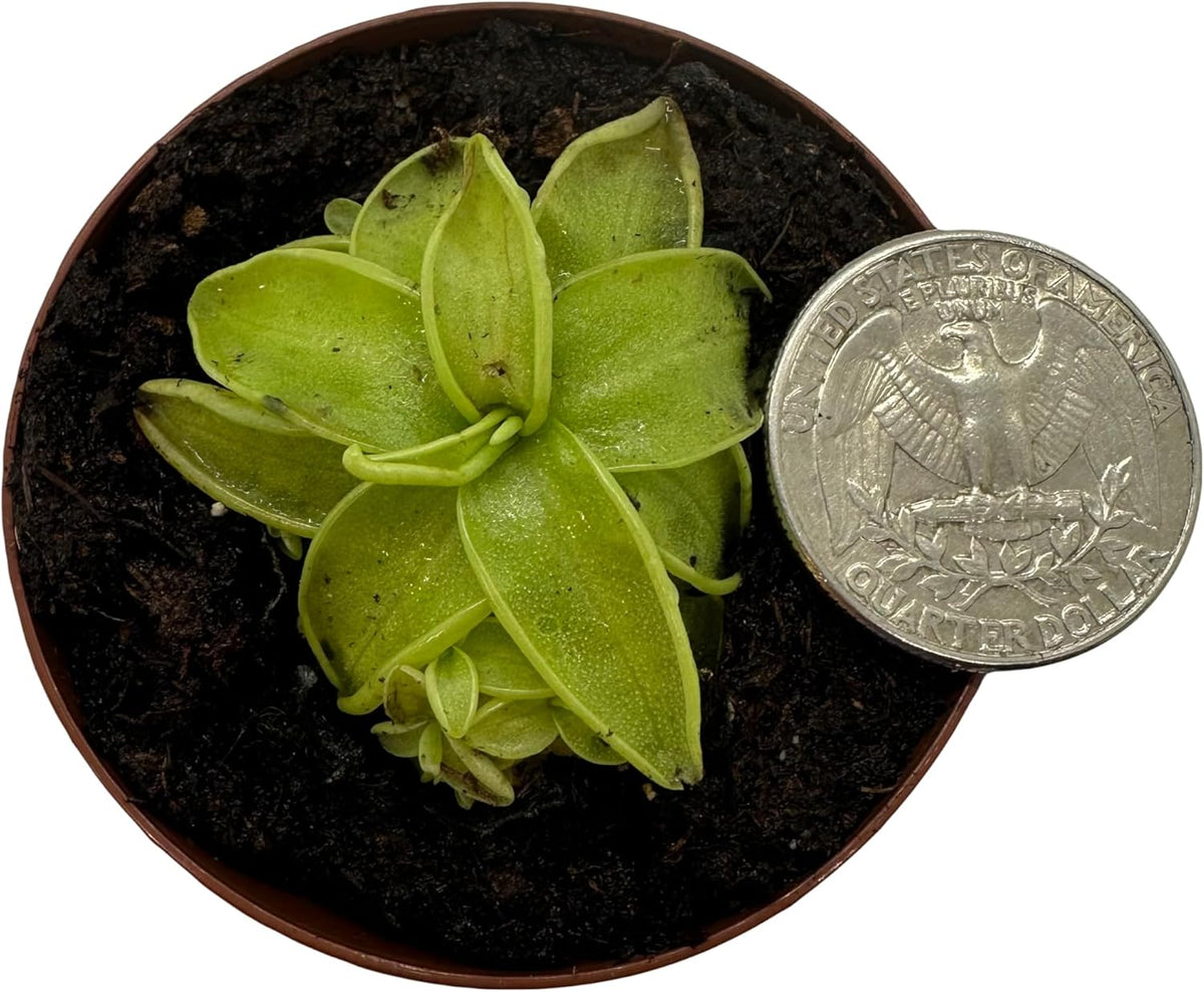 2" Pot Carnivorous Plant D8983