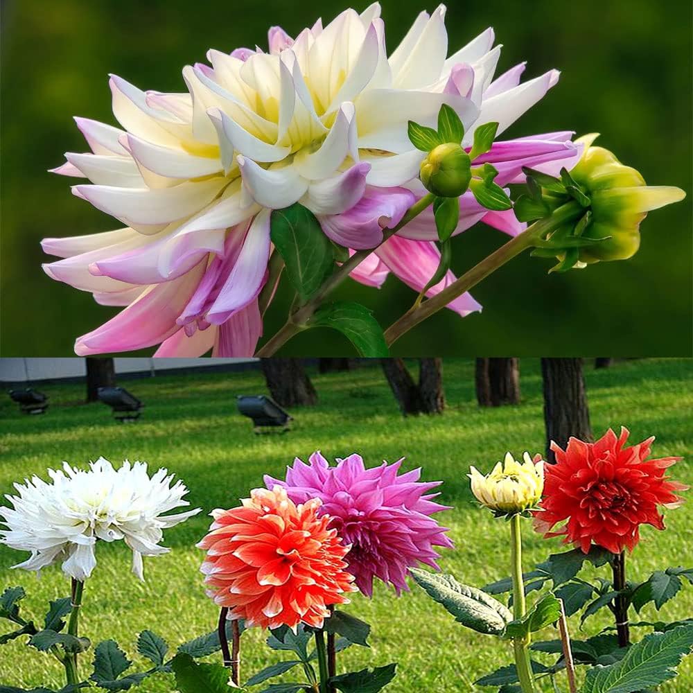 Dahlia Bulbs Mix W274378