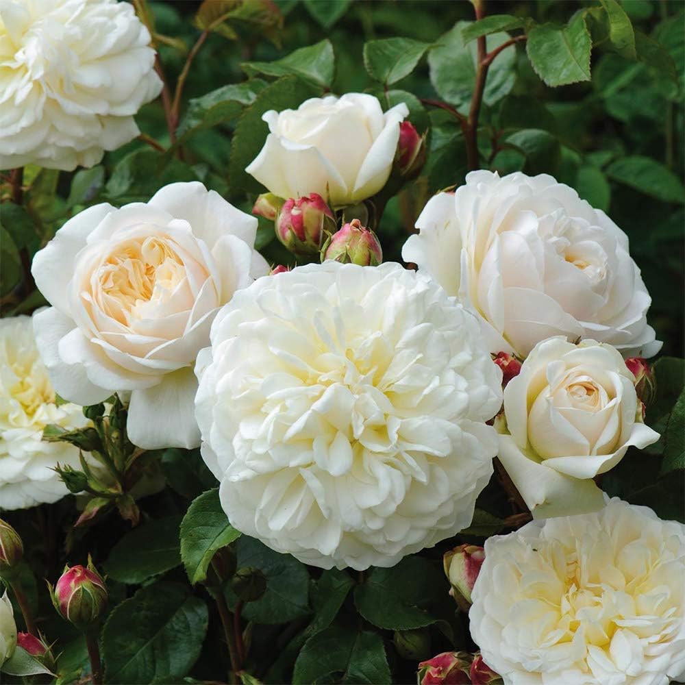 White Rose Bush H495484