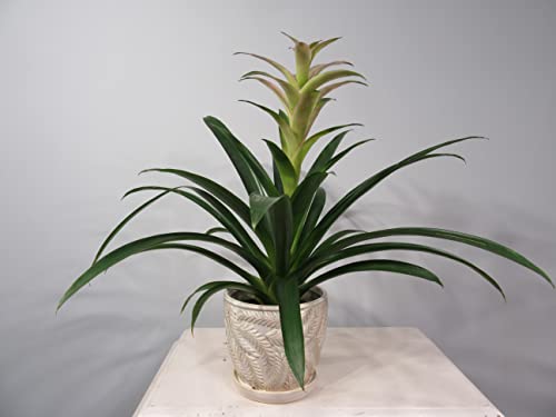 White 7 Inch Indoor Ceramic Planter Pot with Saucer and Drainage Hole U73758