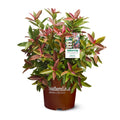 Viburnum Copper Top Live Shrub (2 Gallon) V40945