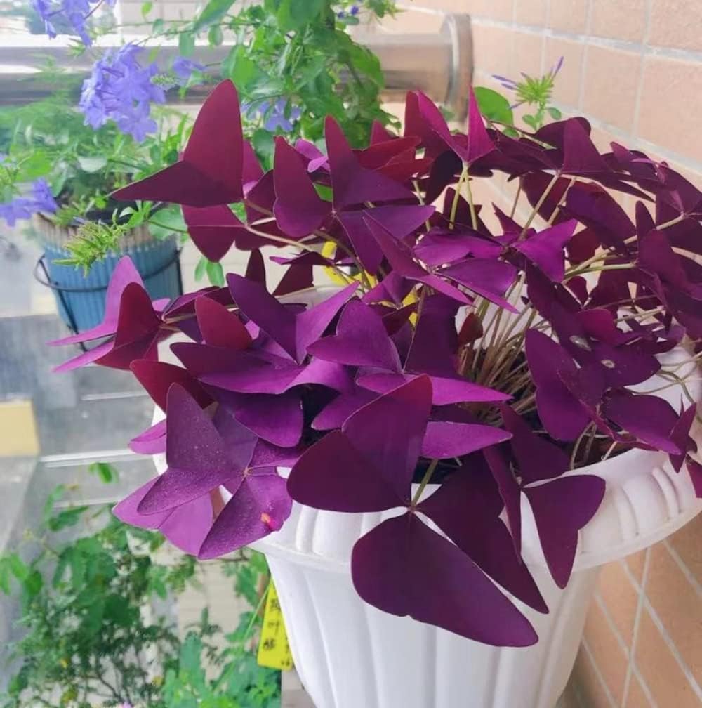 Purple Oxalis Triangularis Bulbs I359