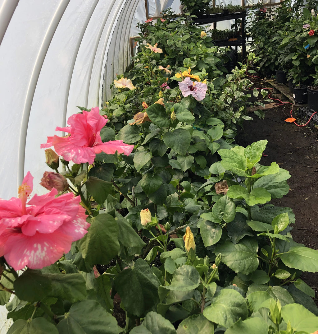 Tropical Hibiscus Y824