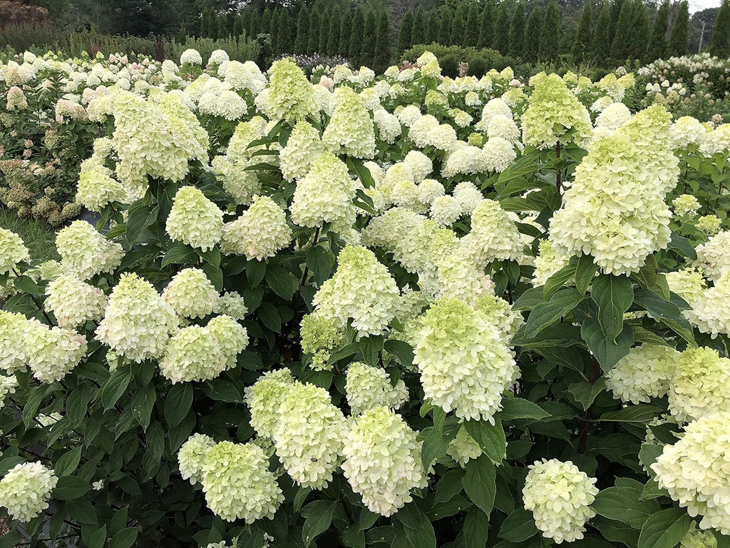 1 Gallon Green and Pink Flowers Panicle Hydrangea Live Plant D812