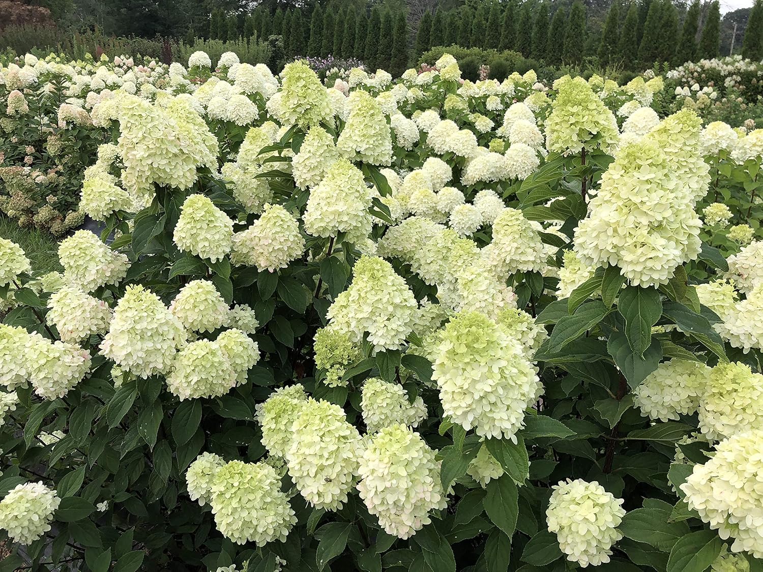 1 Gallon Green and Pink Flowers Panicle Hydrangea Live Plant D812