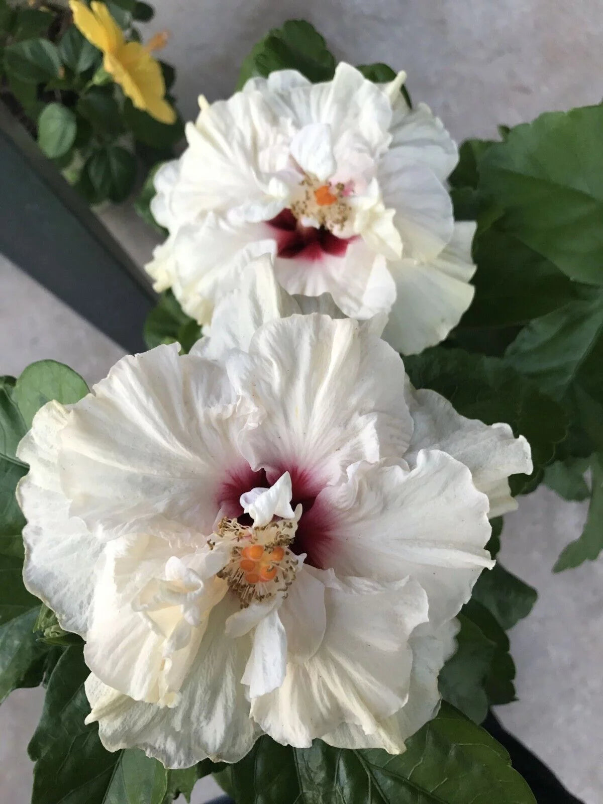 Rooted Tropical Hibiscus Plant W361