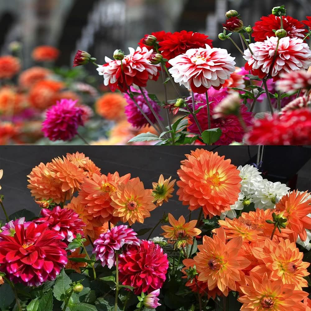 Dahlia Bulbs Mix W274378