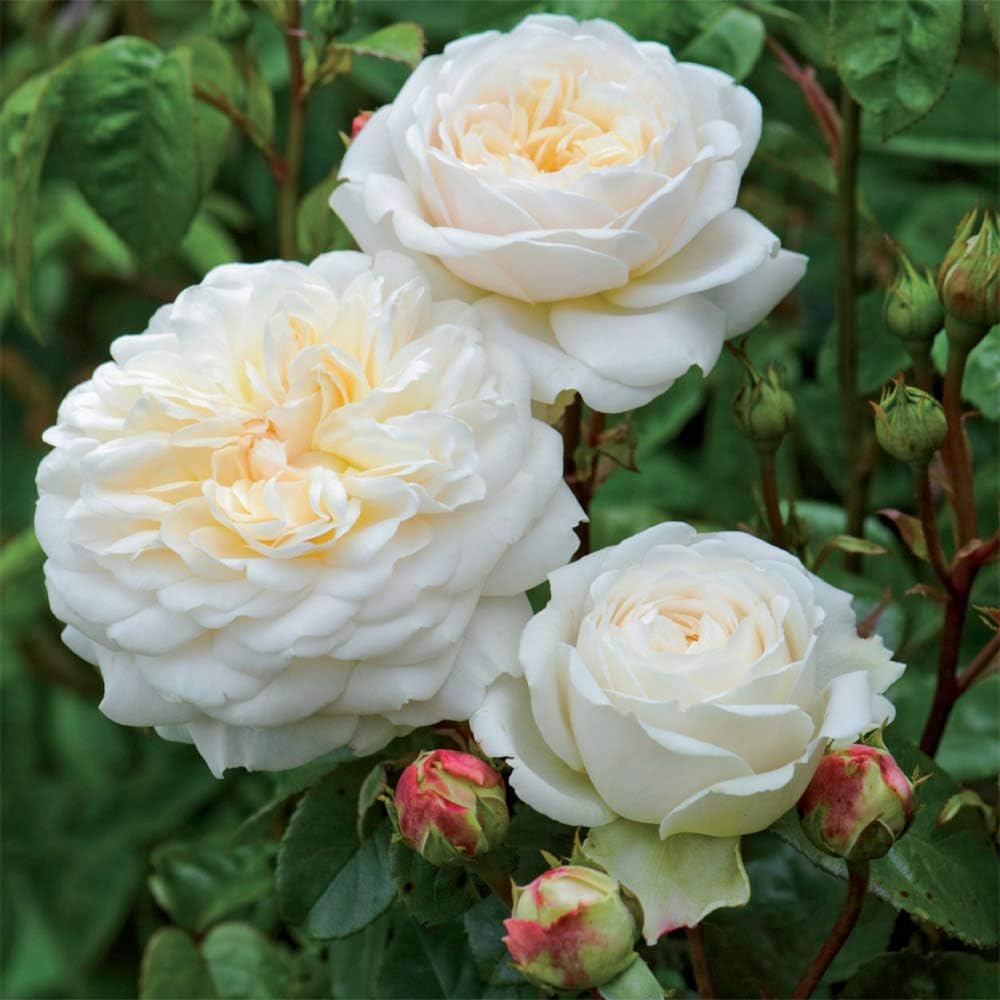 White Rose Bush H495484