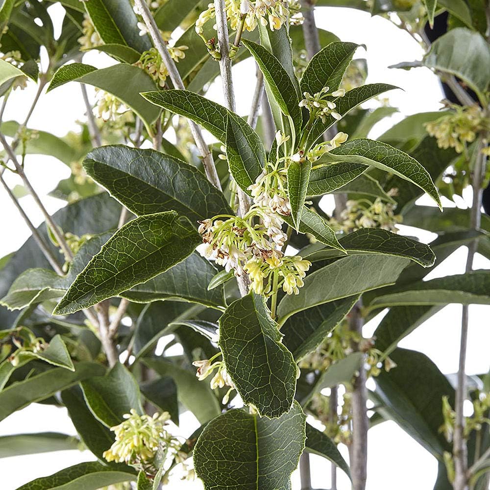 White Blooms Osmanthus 2.25 Gal X9639