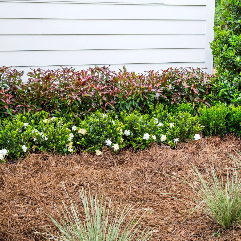 Viburnum Copper Top Live Shrub (2 Gallon) V40945