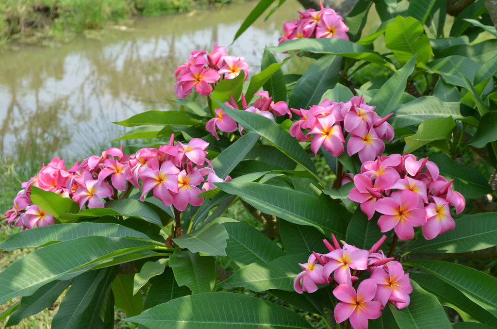 Pink Hawaiian Live Plumeria Frangipani Plant Cutting 9" - 12" Long S43232