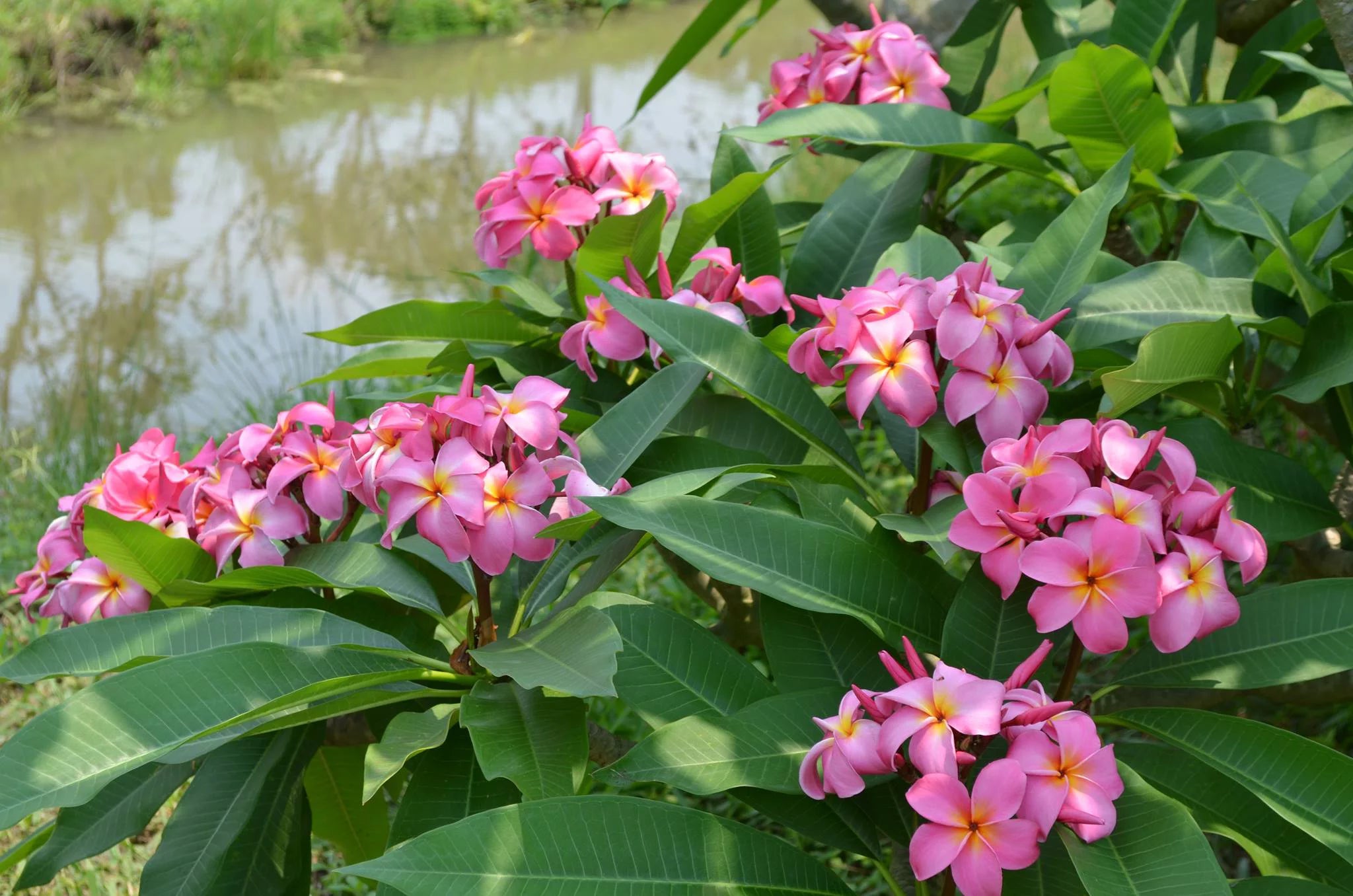 Pink Hawaiian Live Plumeria Frangipani Plant Cutting 9" - 12" Long S43232
