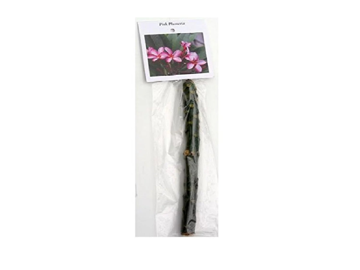 Pink Hawaiian Live Plumeria Frangipani Plant Cutting 9" - 12" Long S43232