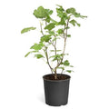 2 Gal Fig Tree P102845