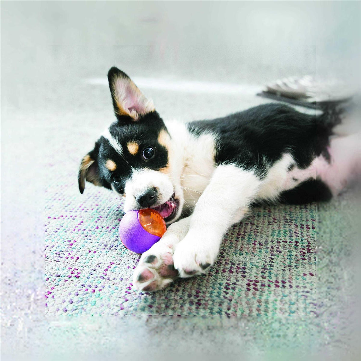Squeezz Action Ball Dog Toy B183