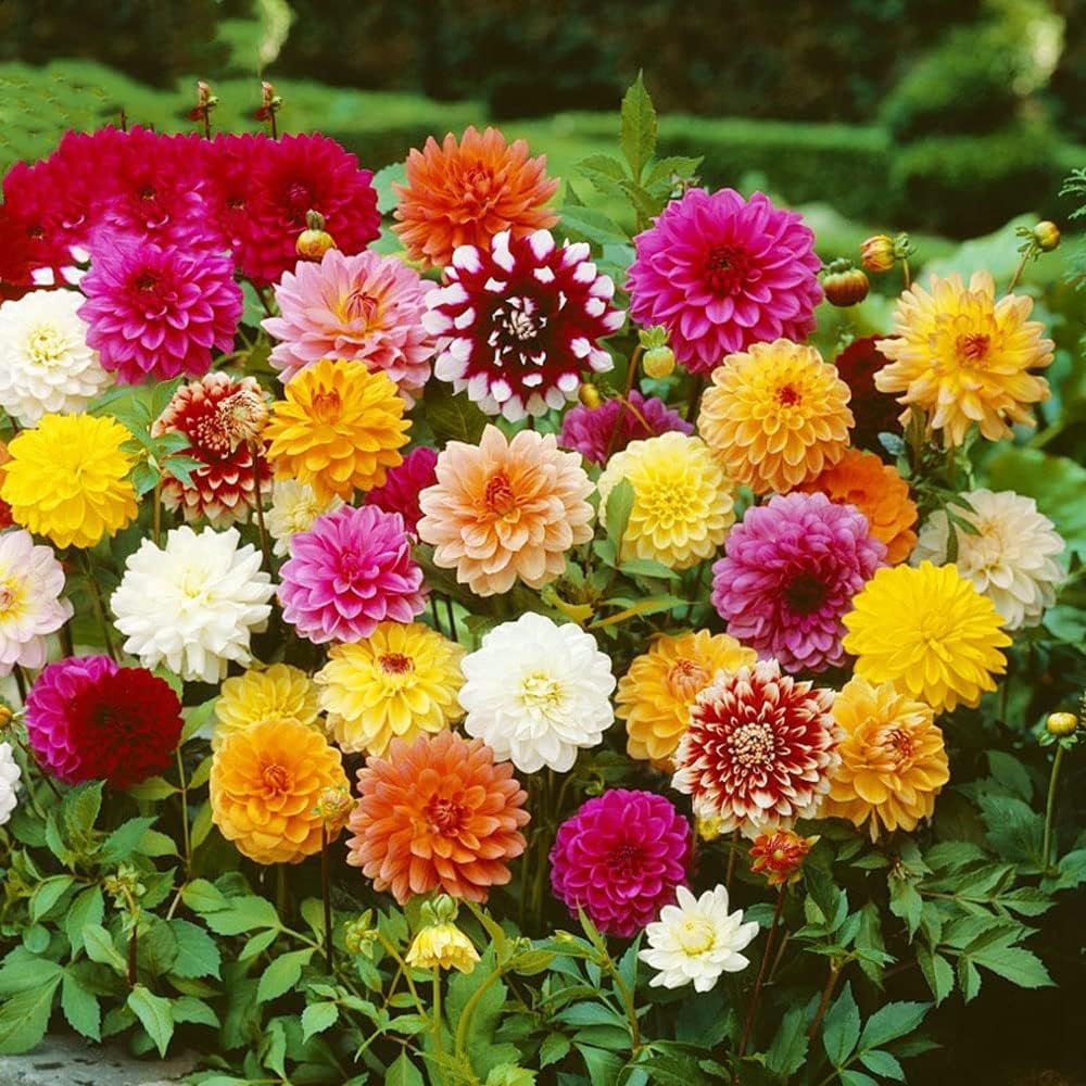 Dahlia Bulbs Mix W274378