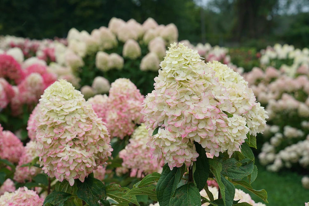1 Gallon Green and Pink Flowers Panicle Hydrangea Live Plant D812